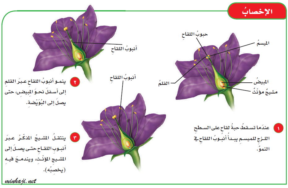 عندما يتحد المشيج المذكر مع المشيج المؤنث فإنه يحدث